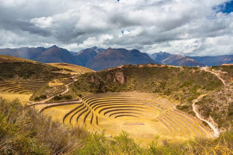 moray