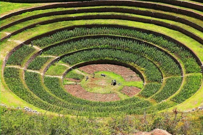 moray