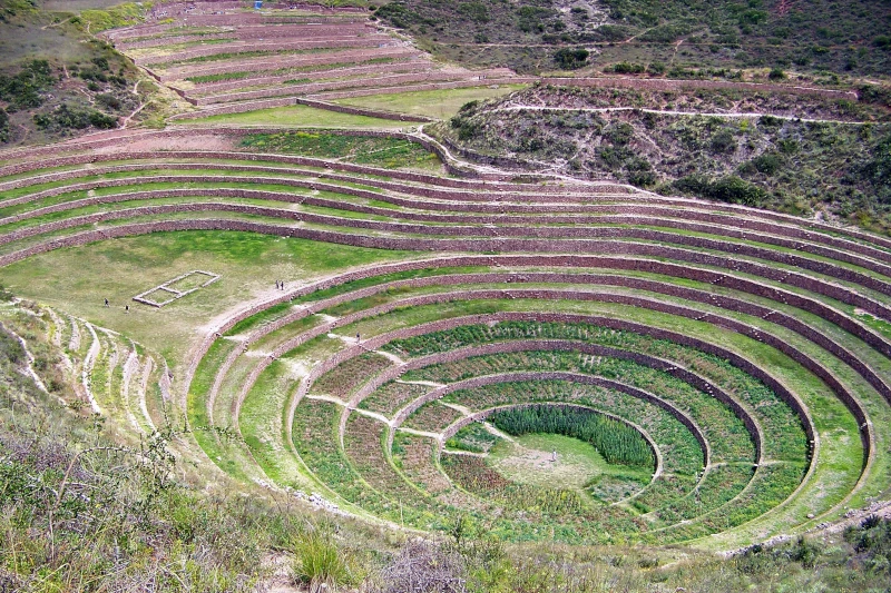 moray