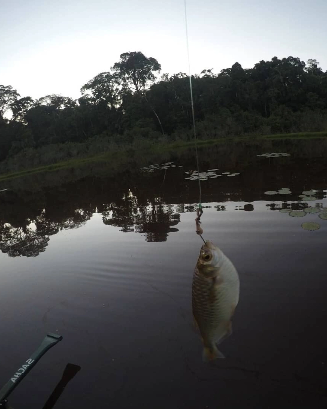 Beautiful view of the Tambopata River