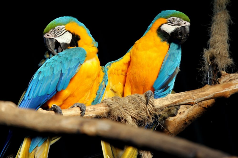 Fauna del Manu