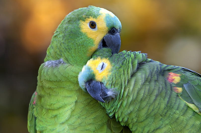 Fauna del Manu