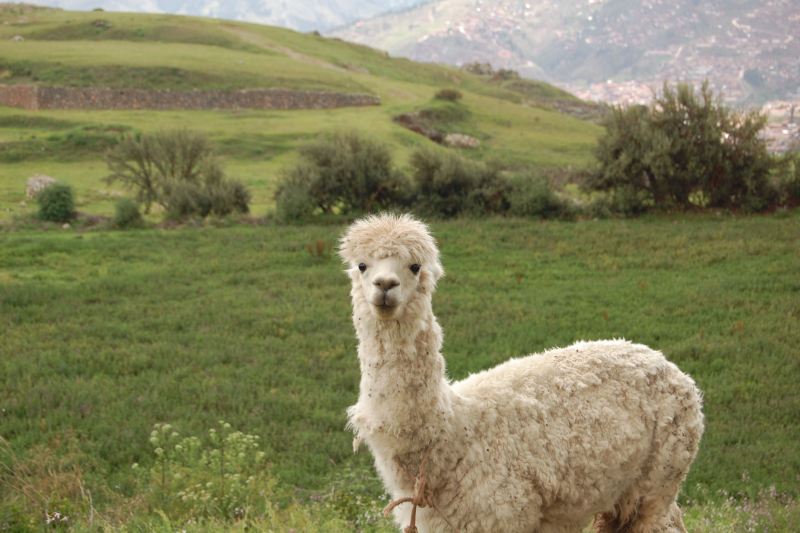 Sin nombre Alpacas vs llamas