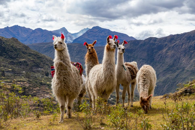Alpacas vs llamas